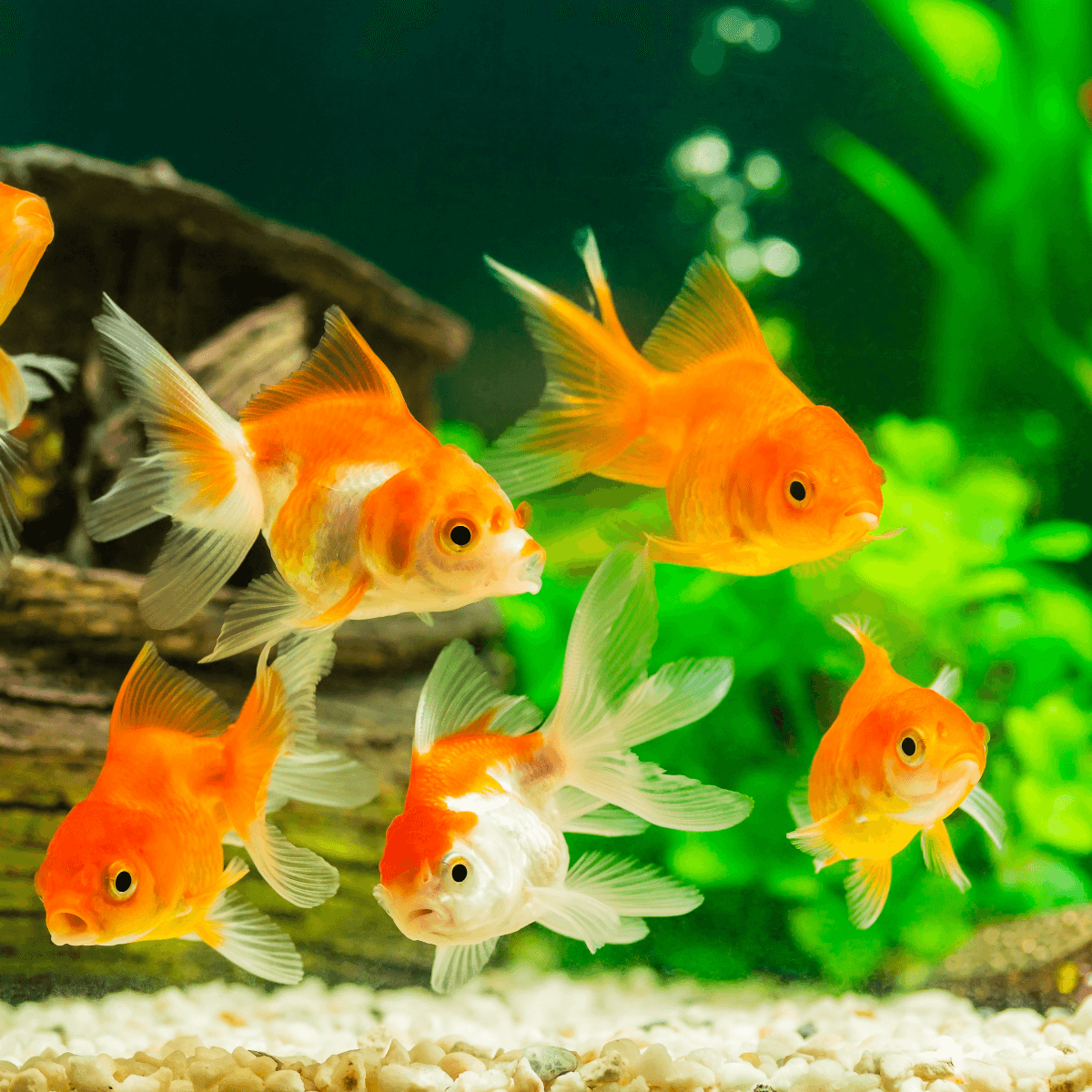 Fish Veterinary Society - Goldfish